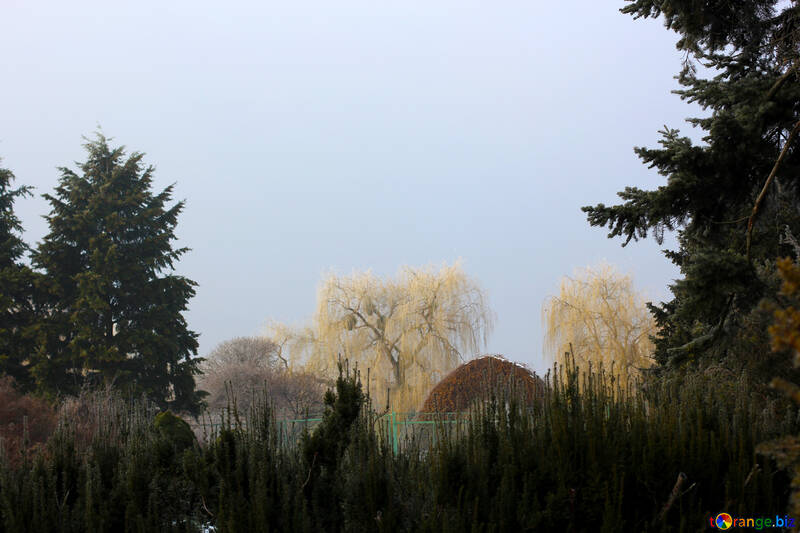 trees and sky №51369