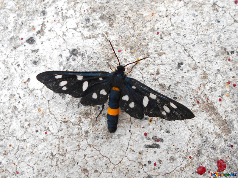 黒と白の蝶の長い翼 №51310