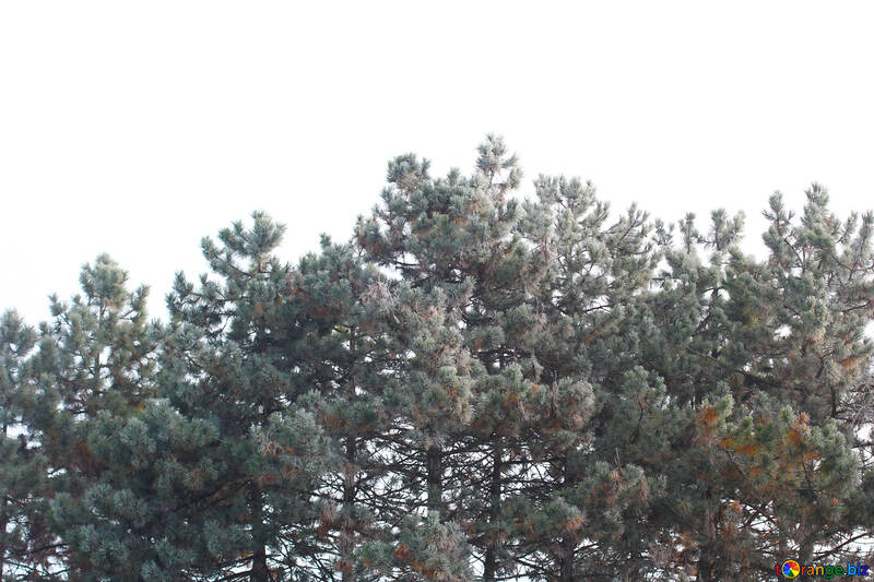 白い空を背景にした緑の木 №51368