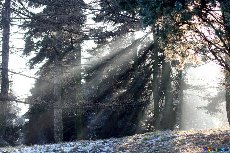 Árvore de inverno floresta árvore de luz solar №51490