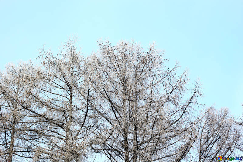 Alberi nudi e un cielo blu chiaro in inverno №51362