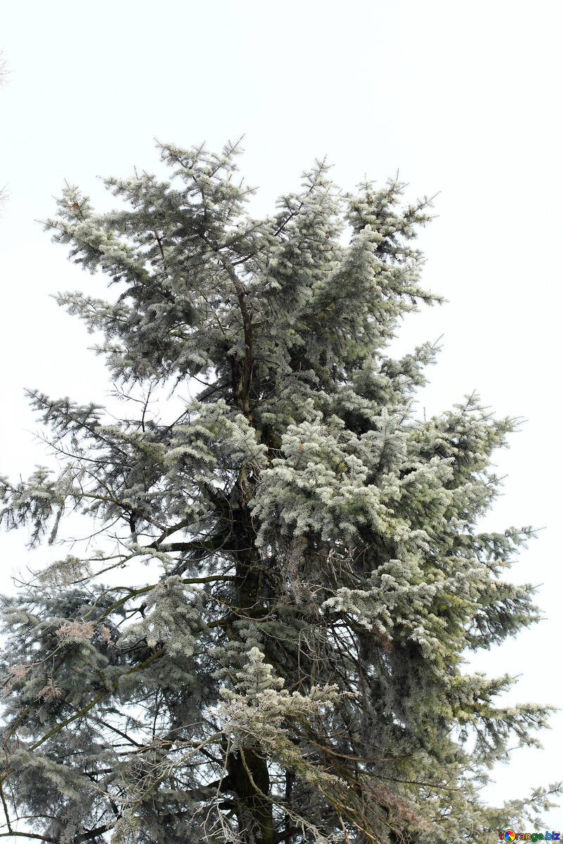 Winter Baum №51355