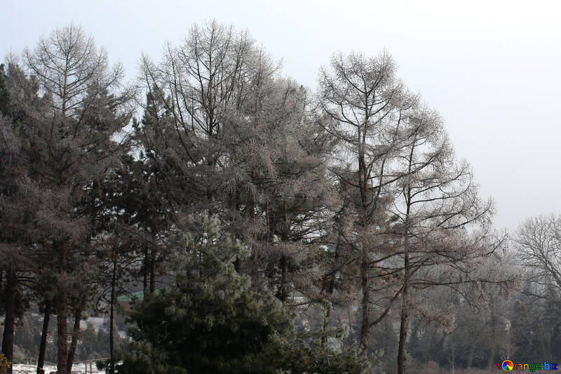 Trees in winter №51360