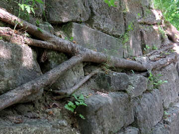 Niederlassung, die auf alten gebrochenen Wurzeln der Backsteinmauer wächst №52074