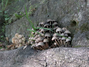 mushrooms on rocks №52129