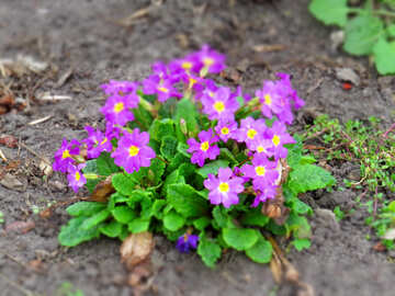 Фіолетові квіти №52477