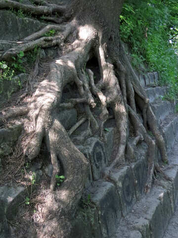 Tree roots №52077