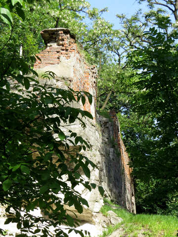 Mauer Bäume Natur №52064