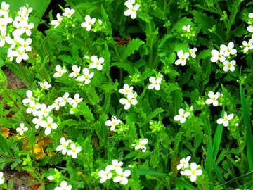 Pequeñas flores blancas y hierba №52474