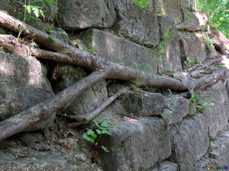 Niederlassung, die auf alten gebrochenen Wurzeln der Backsteinmauer wächst №52074