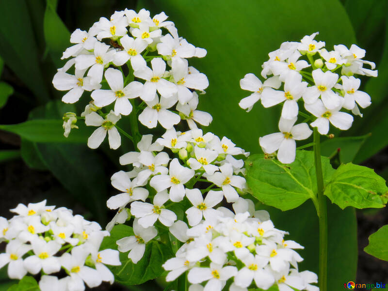 Fleurs plante blanche №52476