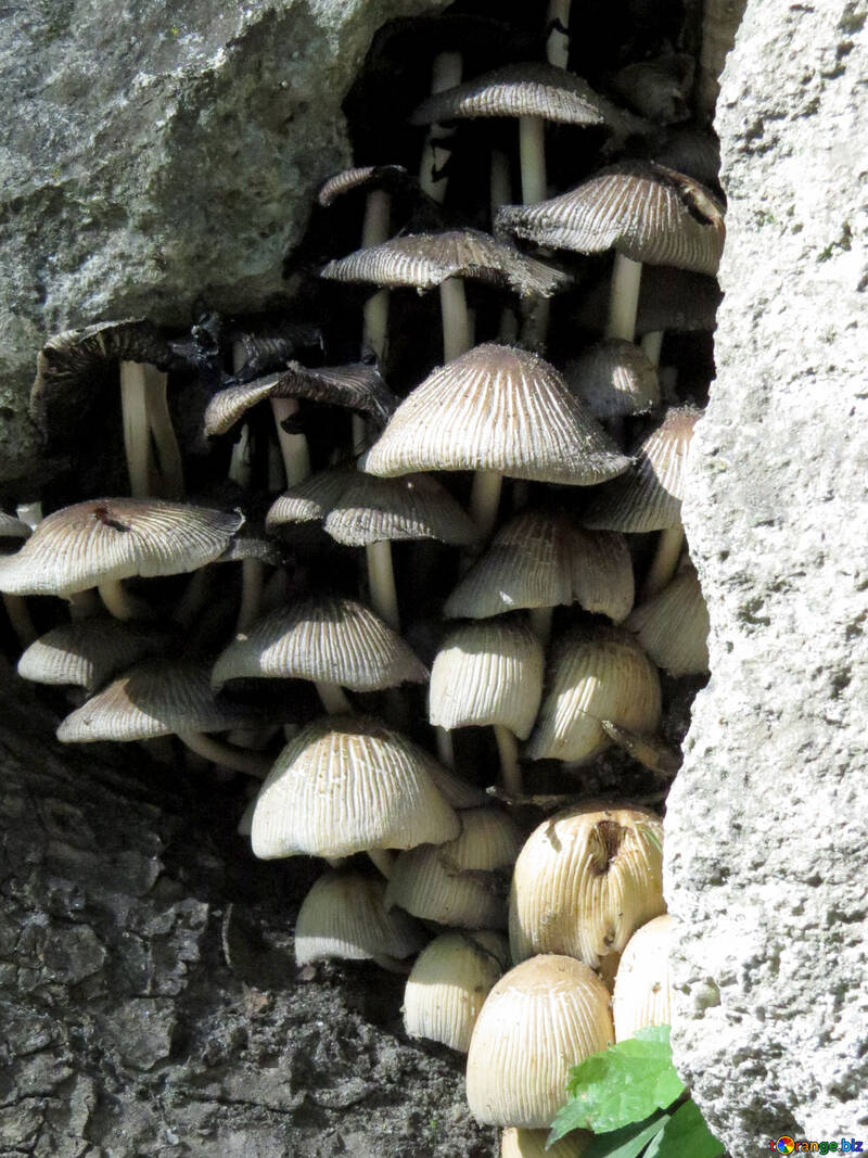 Mushrooms №52127
