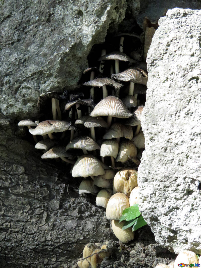 Mushrooms in stone №52128