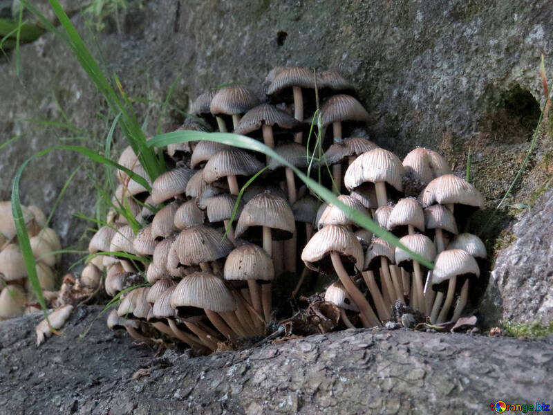 Mushrooms on stone №52130