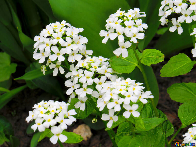 Pianta terrestre alyssum viburnum petalo pianta fiore bianco verde giardino piccolo №52475