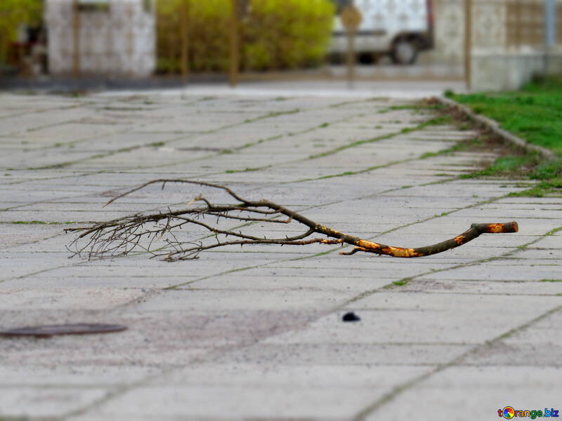 Branch stick on the ground №52442