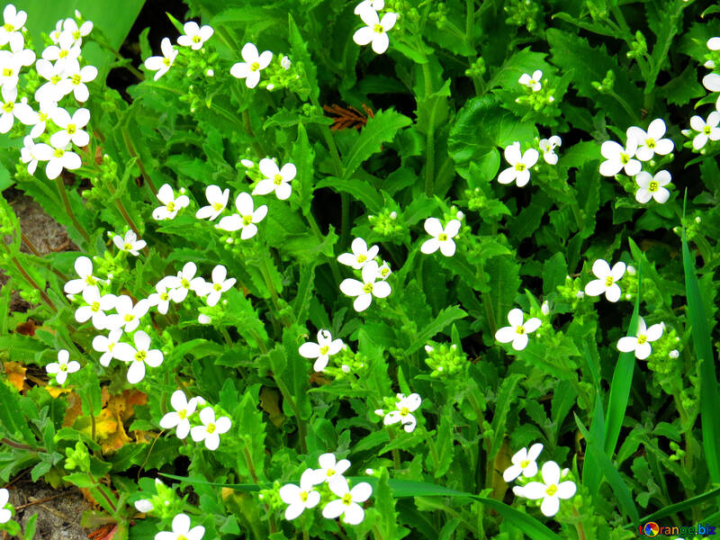 Kleine weiße Blumen und Gras №52474