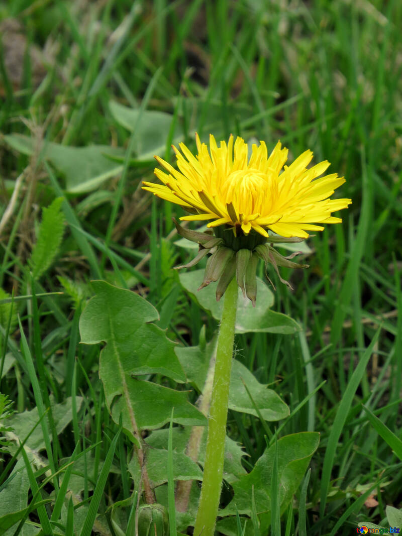 Blume Löwenzahn gelb №52401
