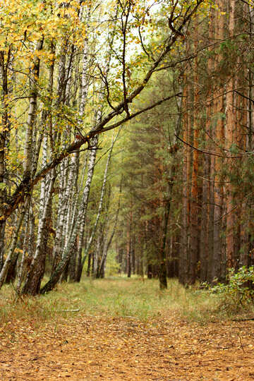 Árboles del bosque del callejón del otoño №53745
