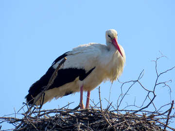 Bird in a nest №53185