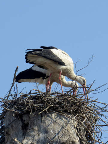 beautiful bird on a nest stork №53206