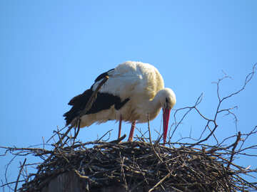 bird nest Stoke №53182