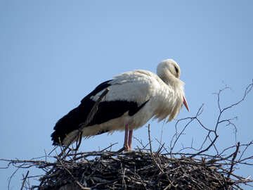 a bird in the nest stork №53187