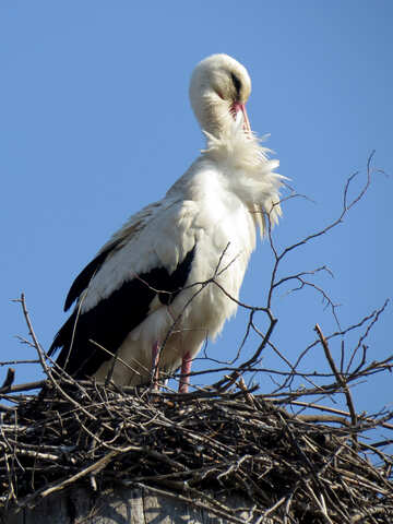 Ein Storchvogel am Nest №53200