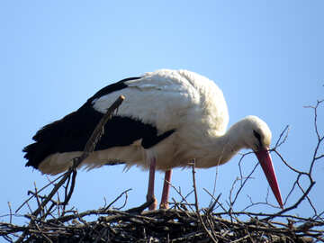 Storch Tier am Nest №53183