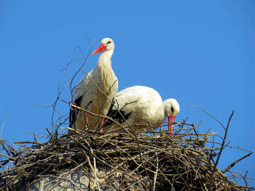 2 uccelli sul nido degli uccelli №53213