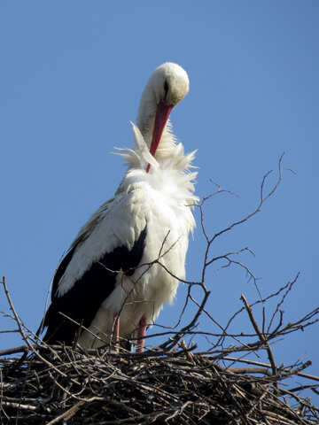A stork bird in its nest №53199