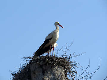 Cigogne d`oiseau sur un nid №53176