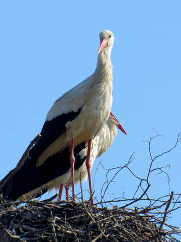 Oiseau cigogne sur nid №53177