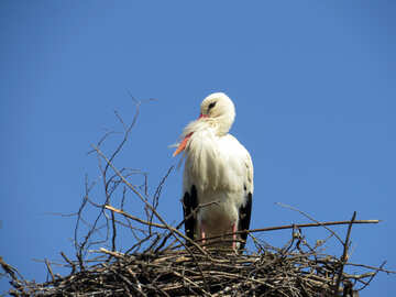 Oiseau cigogne dans son nid №53191