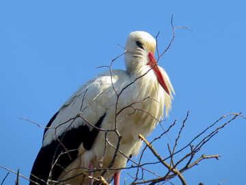 Білий птах на дереві №53188