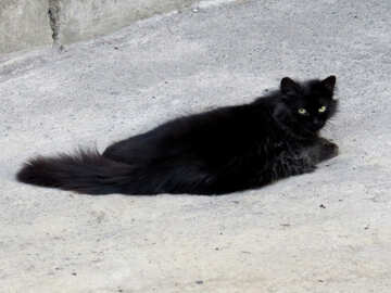 Чорна кішка №53359