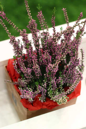 Plantas flores en una caja de lavanda №53011
