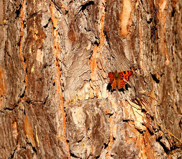 Tree bark Old tree butterfly №53256