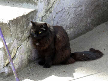 Un gato negro al lado de una pared. №53416