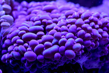Células burbuja púrpura №53774