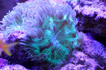 Cosas coloridas vida marina púrpura №53776