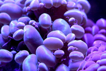 Coral morado guijarros frijoles azules №53772