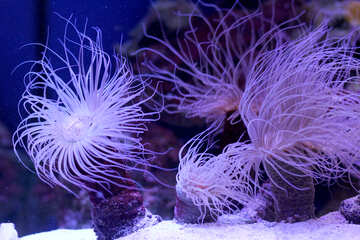 Sea creature corals anemon purple water flower plants №53864