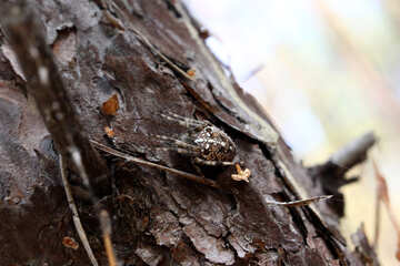 bark of tree moth №53337