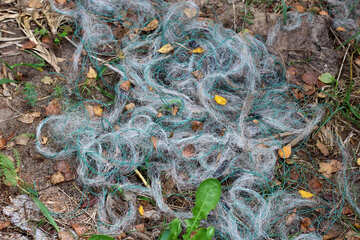 tangled gray fish net on a bed of pine needles and leaves with a green leaf at the bottom №53323