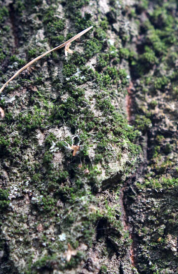 Naturgras Moss Trees ist eine Fotografie eines dünn bewaldeten Gebiets №53316