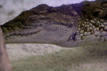 Alligator №53964
