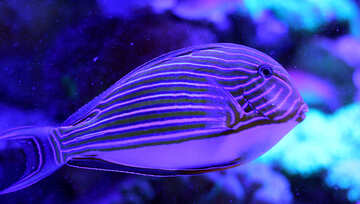 Fish blue stripes №53768