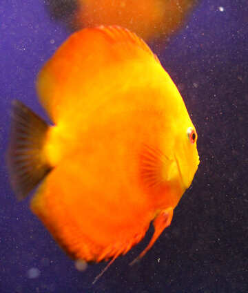 Peixe dourado amarelo №53954