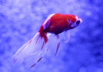 Fish goldfish swimming №53926
